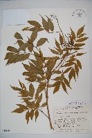 登錄號:S049169藏品圖，第1張