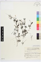 登錄號:S049176藏品圖，第1張