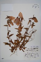 登錄號:S049177藏品圖，第1張