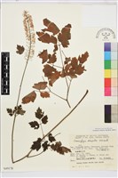 單穗升麻藏品圖，第2張