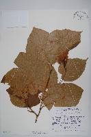 二拄槭藏品圖，第1張