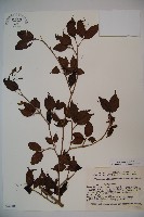 基隆莢迷藏品圖，第1張