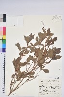 登錄號:S049185藏品圖，第1張