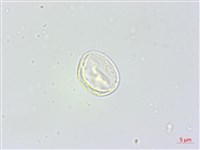 東北苧麻藏品圖，第1張