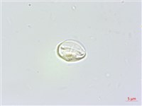 東北苧麻藏品圖，第2張