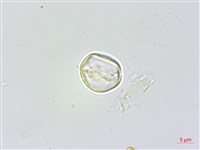 東北苧麻藏品圖，第3張