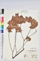 登錄號:S049188藏品圖，第1張