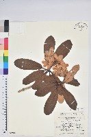 短果杜鵑花藏品圖，第1張