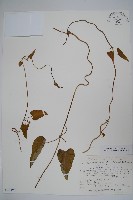 蘿藦藏品圖，第1張