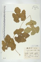 王瓜藏品圖，第1張