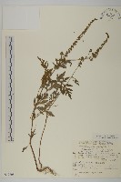 登錄號:S049208藏品圖，第1張