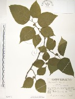 登錄號:S049209藏品圖，第1張