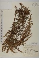 魁蒿藏品圖，第1張