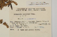 魁蒿藏品圖，第2張