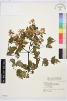 短尾鐵線蓮藏品圖，第1張