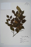 黑樺藏品圖，第1張