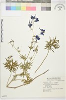 大花飛燕草藏品圖，第1張