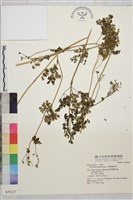 腎葉唐松草藏品圖，第1張