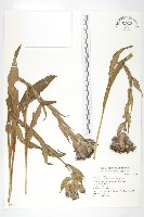 紫苞鳳毛菊藏品圖，第1張