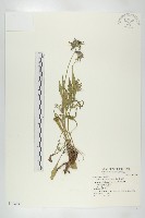 華北藍盆花藏品圖，第1張