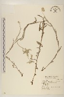 絹茸火絨草藏品圖，第1張