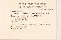 絹茸火絨草藏品圖，第2張