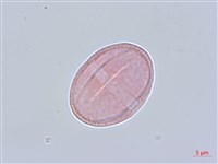 細葉柴胡藏品圖，第1張