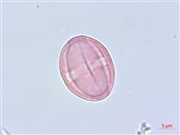 細葉柴胡藏品圖，第2張