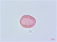 細葉柴胡藏品圖，第3張