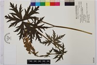 牛扁烏頭藏品圖，第1張