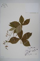 展枝沙參藏品圖，第1張