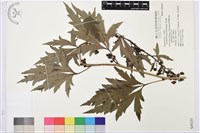 草烏頭藏品圖，第1張