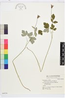 華北耬斗菜藏品圖，第1張