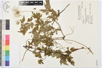 登錄號:S049258藏品圖，第1張