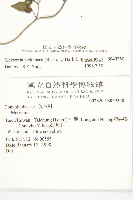 卵葉菜欒藤藏品圖，第2張