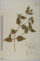 香澤蘭、飛機草藏品圖，第1張