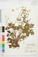 毛茛藏品圖，第1張