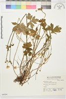 毛茛藏品圖，第1張