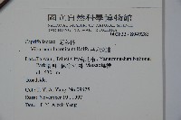 呂宋莢迷藏品圖，第2張