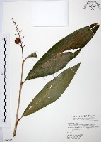 山月桃藏品圖，第1張