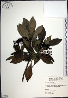 樹杞藏品圖，第1張