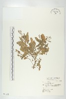 葶藶藏品圖，第1張