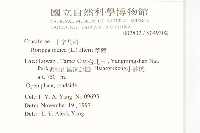 葶藶藏品圖，第2張