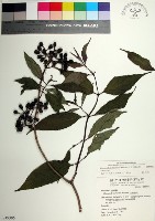 台北玉葉金花藏品圖，第1張