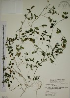 爵床藏品圖，第1張