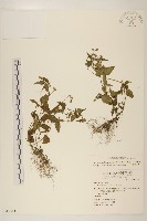 粗毛小米菊藏品圖，第1張