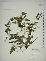 串鼻龍藏品圖，第1張