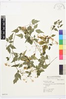 串鼻龍藏品圖，第2張