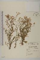 掃帚菊藏品圖，第1張