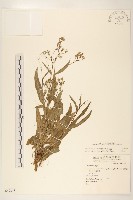 兔仔菜藏品圖，第1張